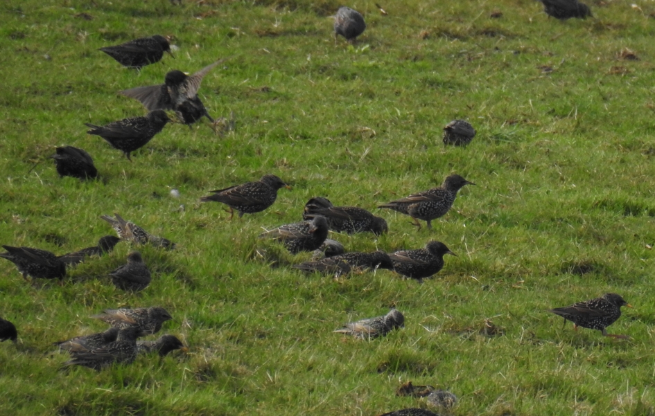 Spreeuwen in het weiland - Vogels - Spreeuwen