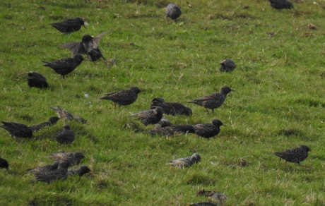 Spreeuwen in het weiland