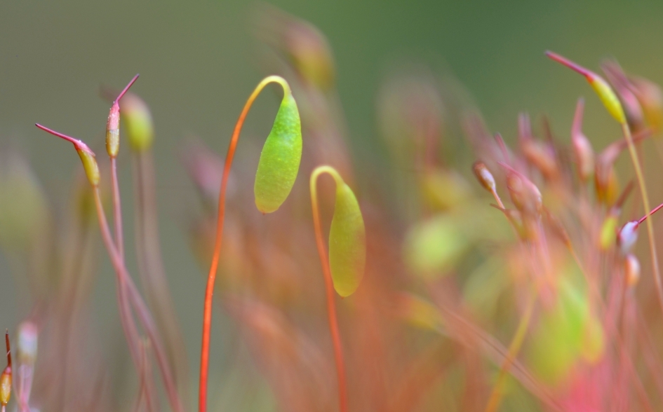 Sprookjesmos - Planten - Haarmos spec.