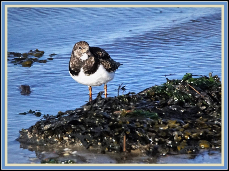 Sreenloper - Vogels - Steenloper
