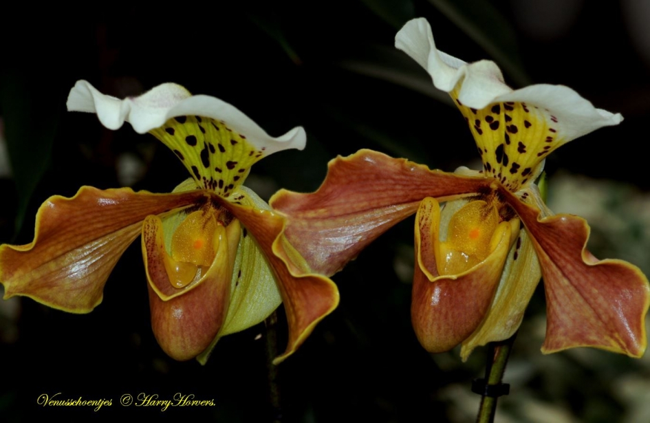 Orchideeën, Venusschoentjes - Planten - 