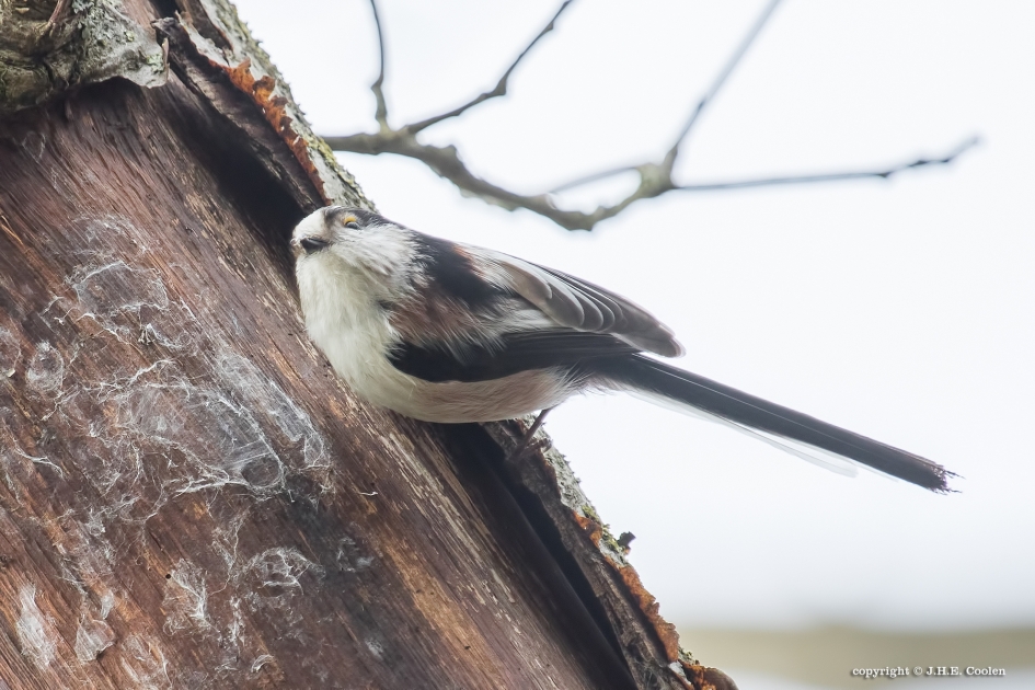 Staartmees - Vogels - Staartmees