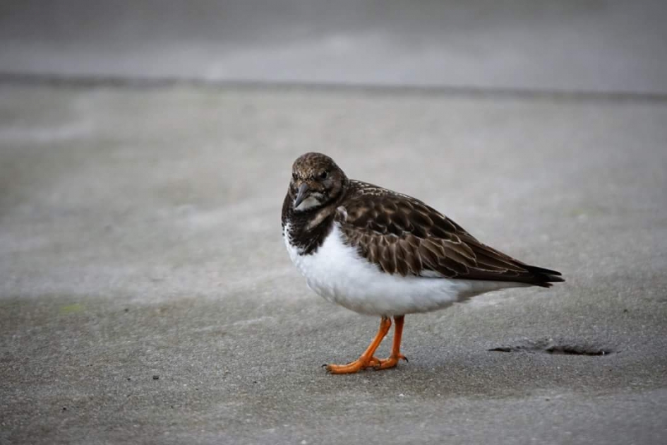 Steenloper - Vogels - Steenloper