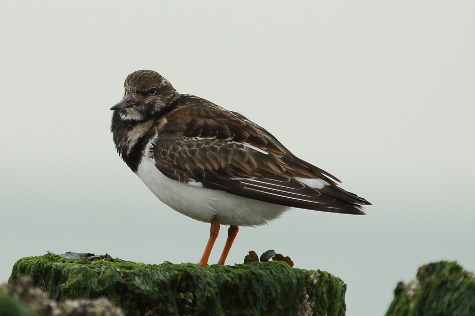 steenloper - Vogels - 