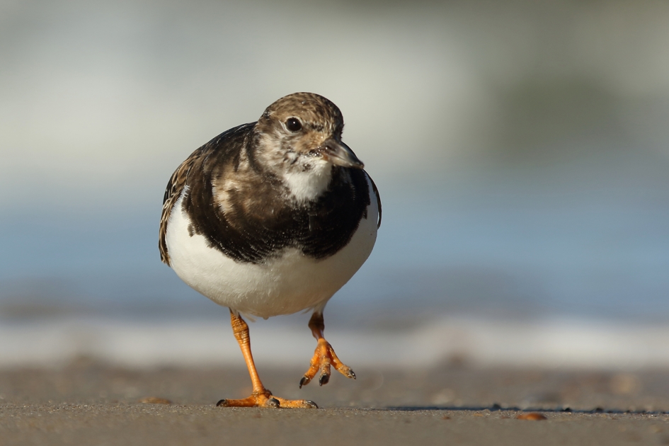 steenloper - Vogels - 