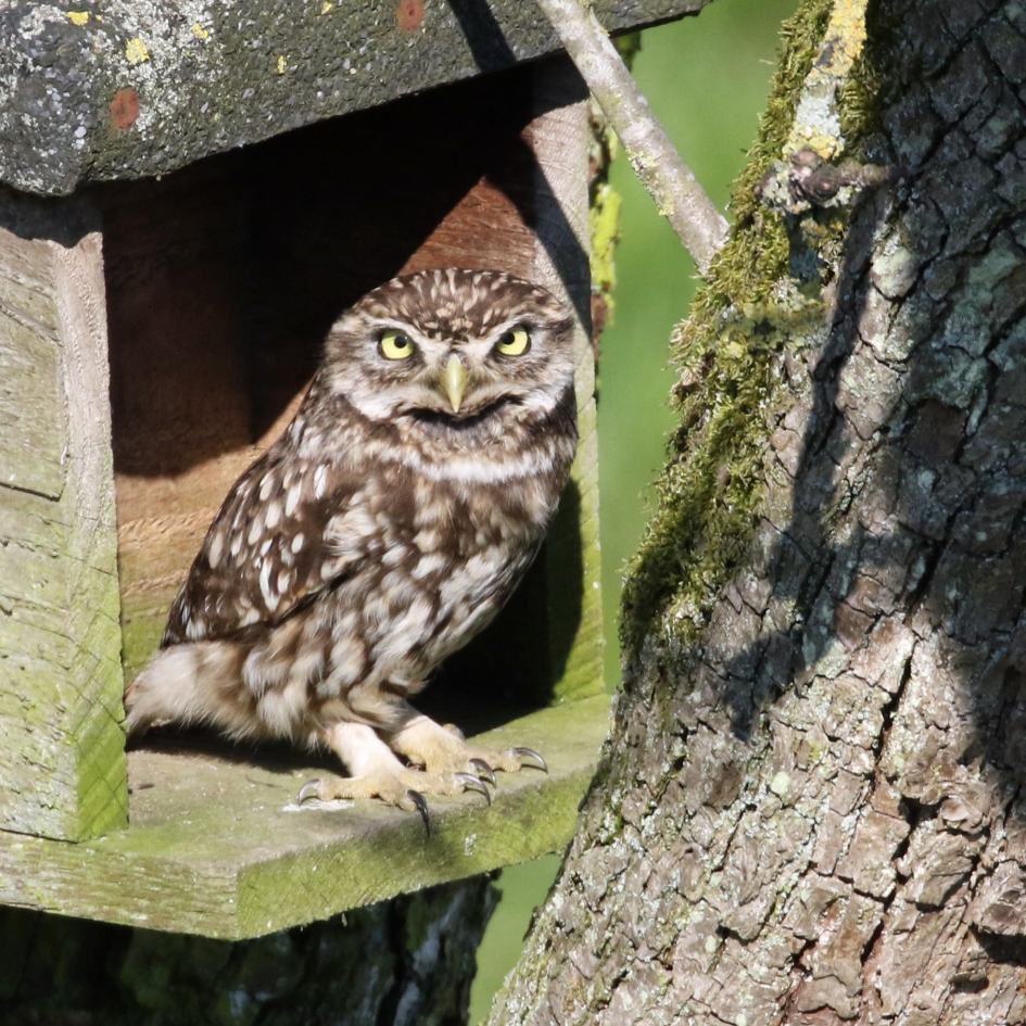 Steenuil (2) - Vogels - 