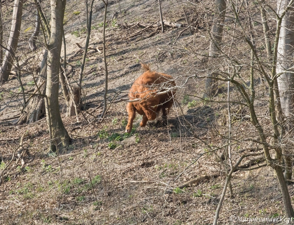Stormram - Zoogdieren - Schotse Hooglander
