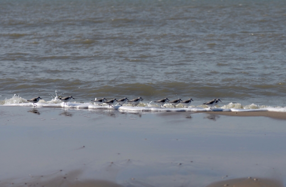 Strandwandeling - Vogels - Drieteenstrandlopers