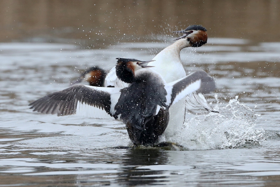Strijdtoneel - Vogels - Fuut
