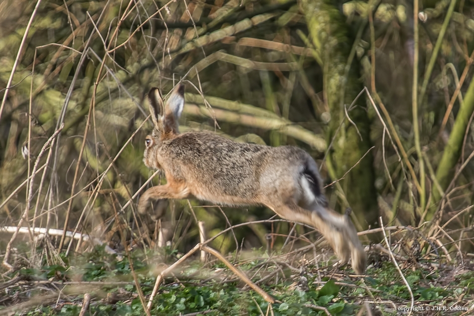 Struinen..... - Zoogdieren - Haas