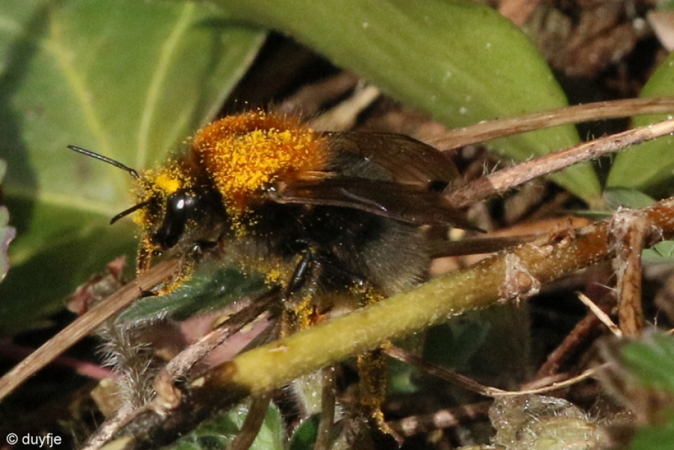 Stuifmeel - Geleedpotigen - Hommel