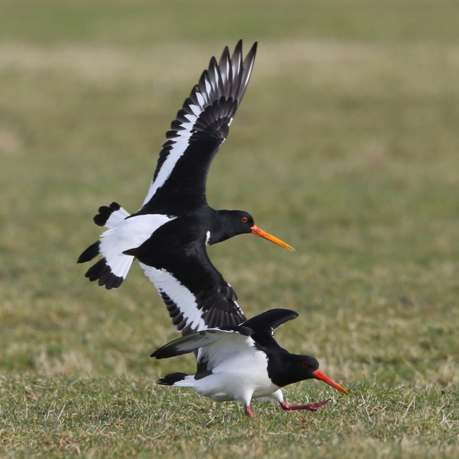 't Is weer lente !!! - Vogels - Scholekster