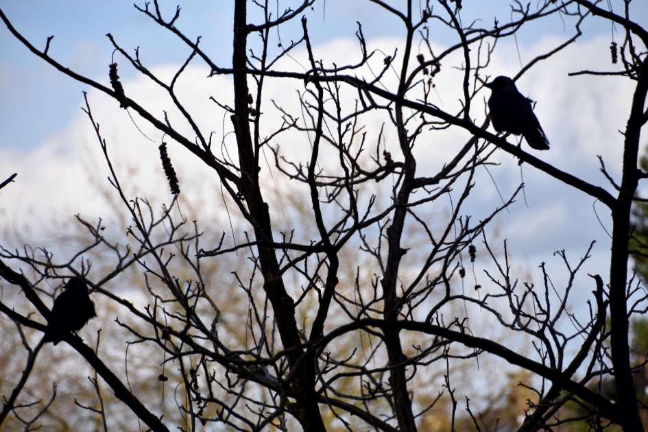 Tegenlicht - Vogels - 
