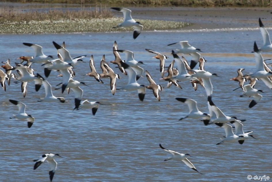 Tegenliggers - Vogels - Kluten en Grutto's