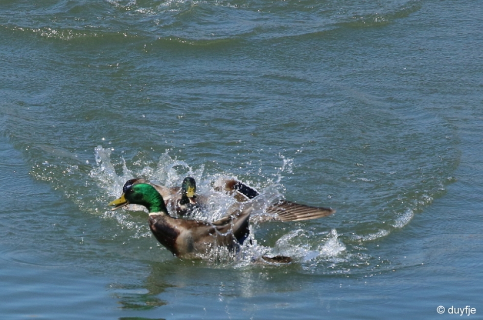 Ten strijde - Vogels - Wilde Eenden