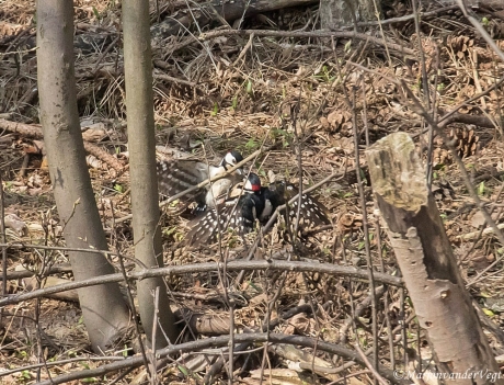 Territorium afbakenen