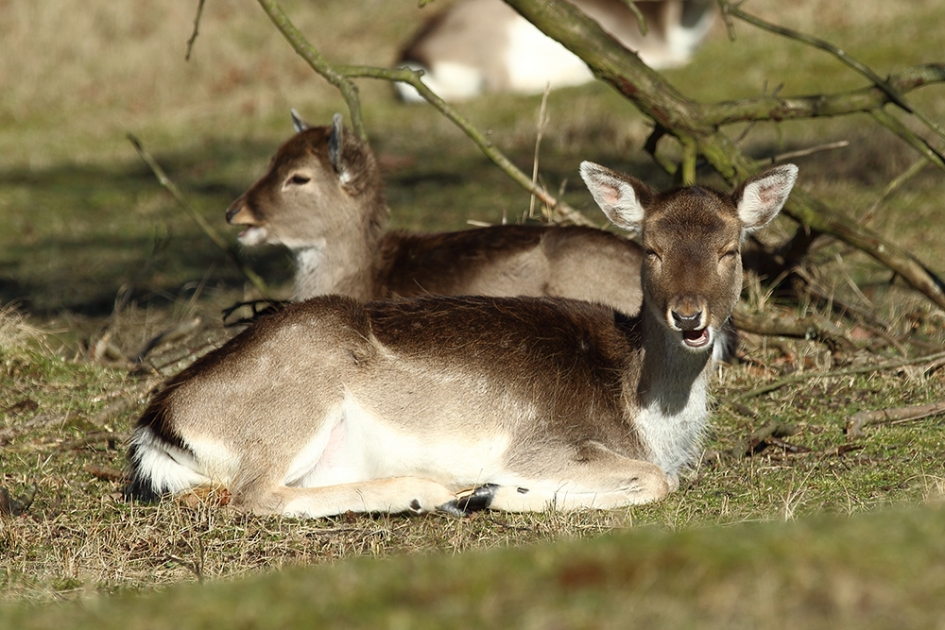 the day after.... - Vogels - 