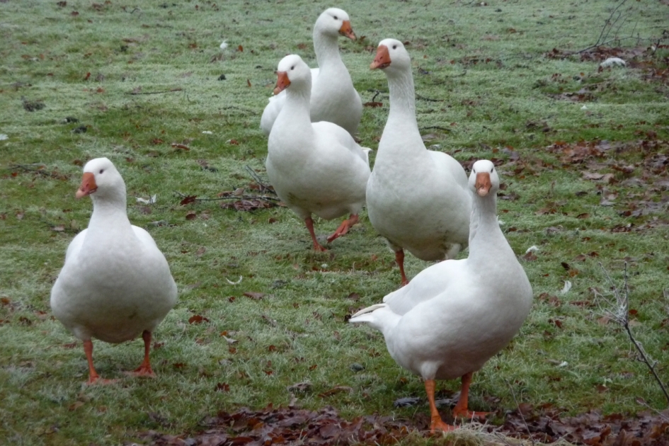 Toen het nog koud was... - Vogels - 