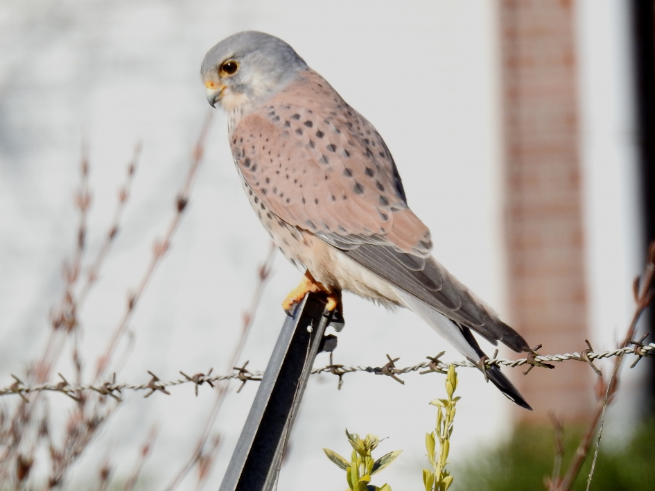 Torenvalk in het zonnetje - Vogels - Torenvalk