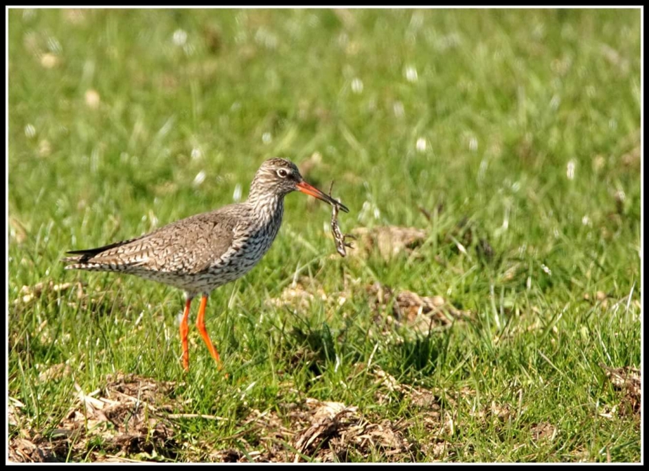 Tureluur - Vogels - Tureluur