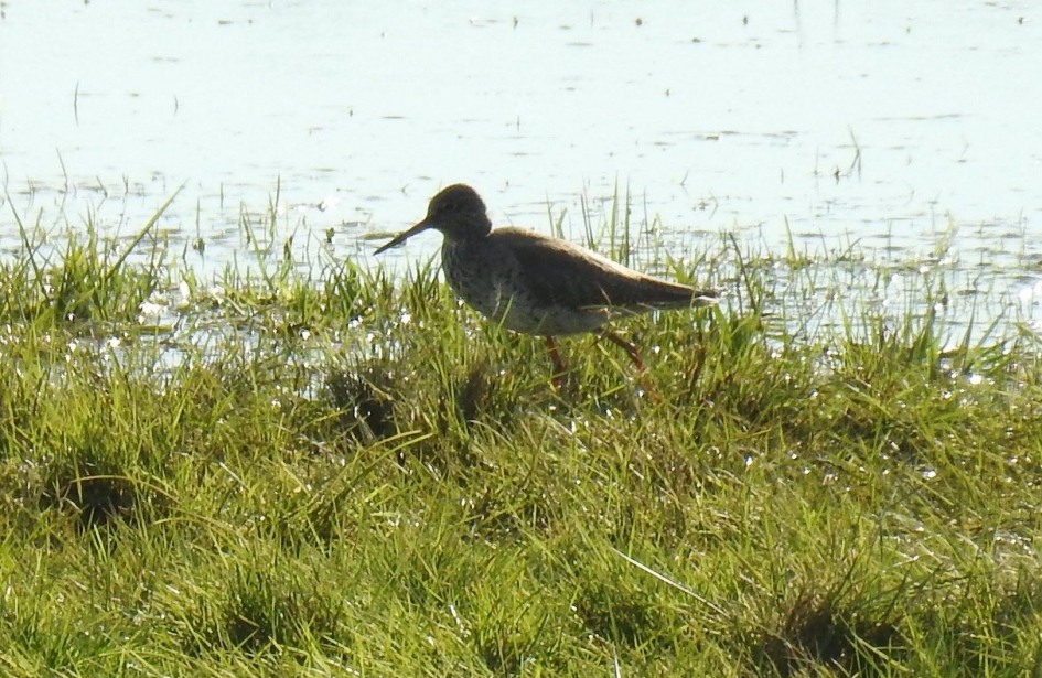 Tureluur - Vogels - Tureluur