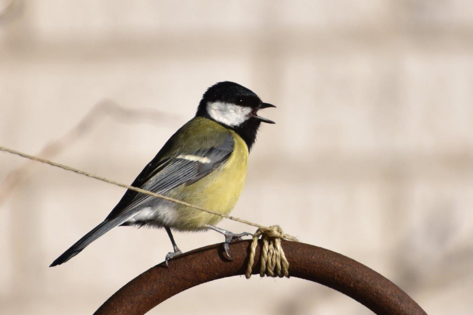 Tussendoor even een deuntje.. - Vogels - 