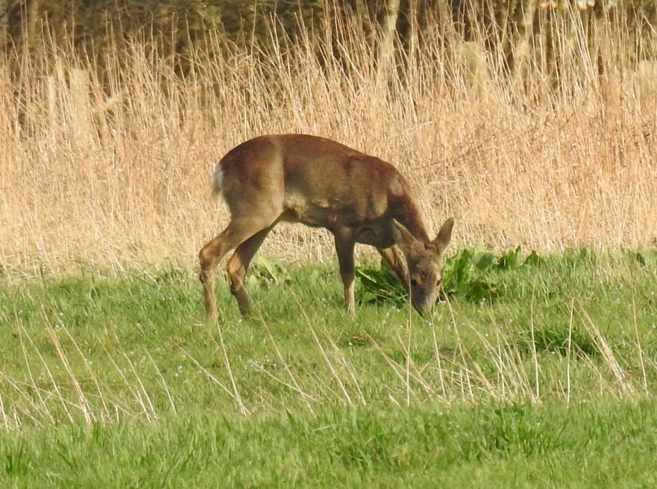 Twee reebruine ogen, die keken de fotograaf aan - Zoogdieren - ree
