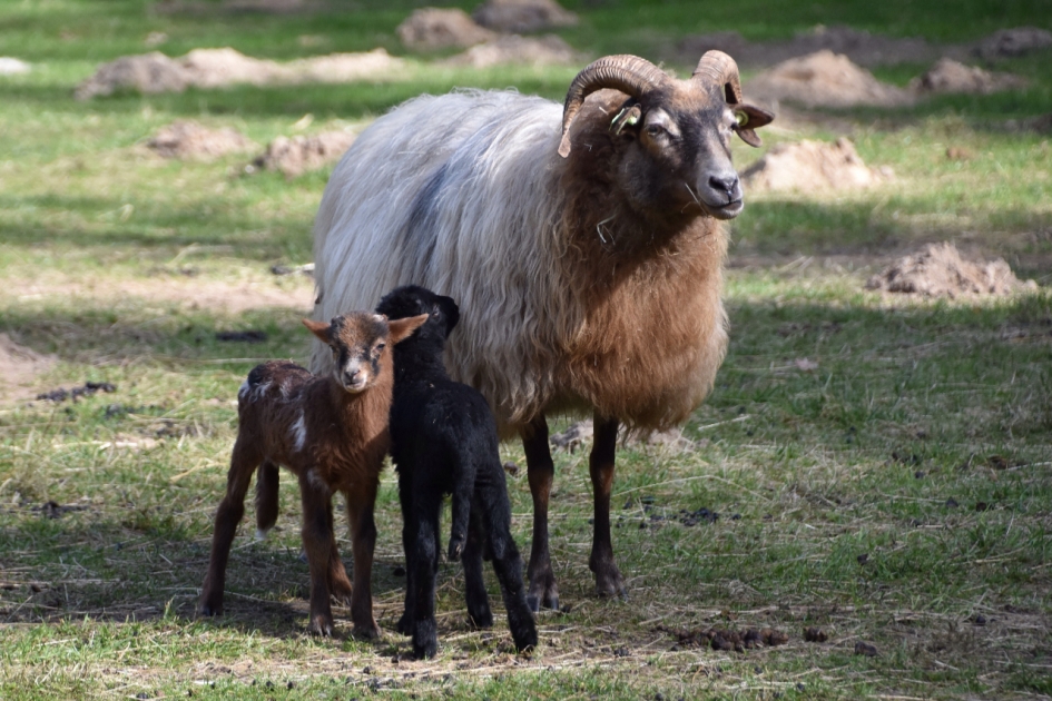 Tweeling - Zoogdieren - 