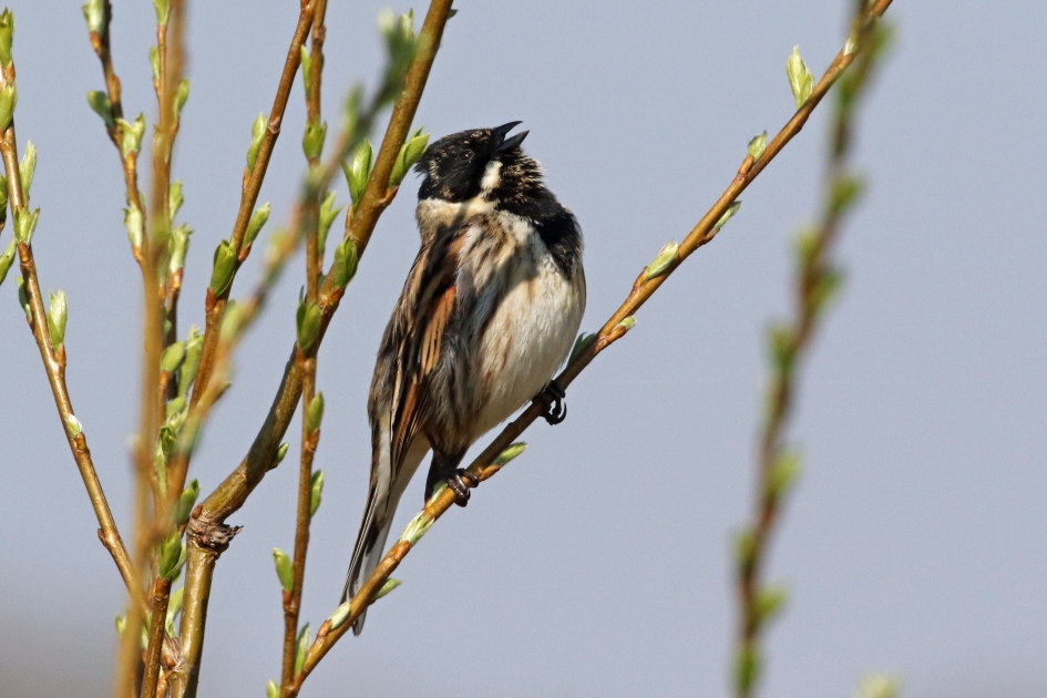 Uit volle borst - Vogels - Rietgors