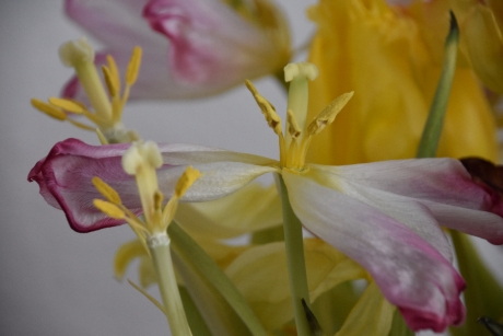 Uitgebloeide tulpen
