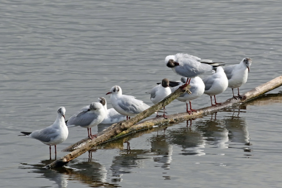 van winterkleed naar zomerkleed - Vogels - 