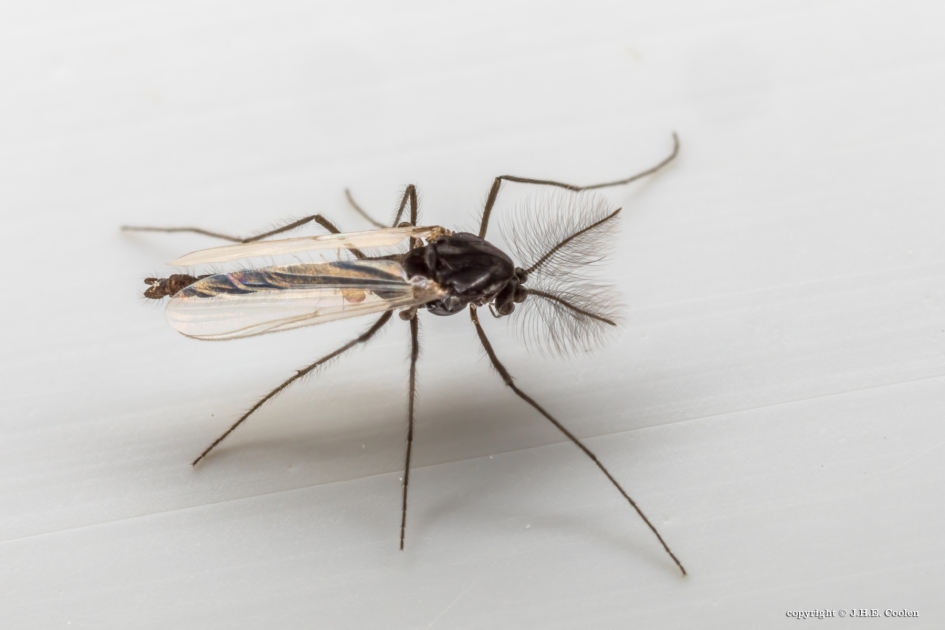 Vedermug - Geleedpotigen - Vedermug