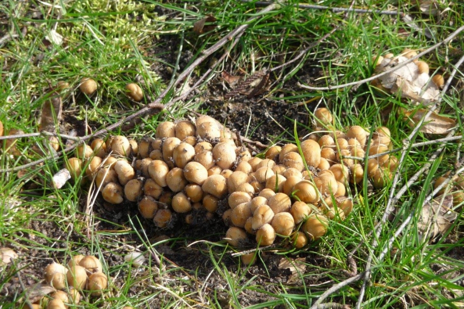 Veel.. - Schimmels - 