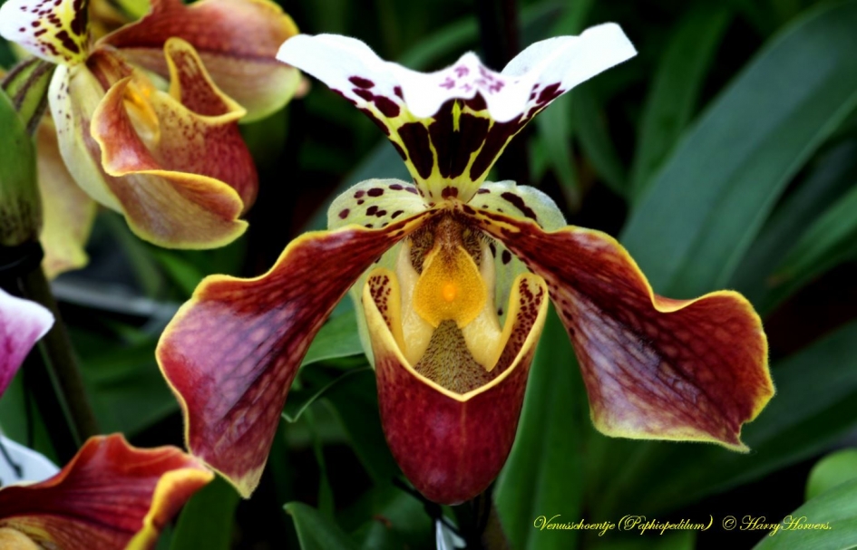 Venusschoentje - Planten - Venusschoentje