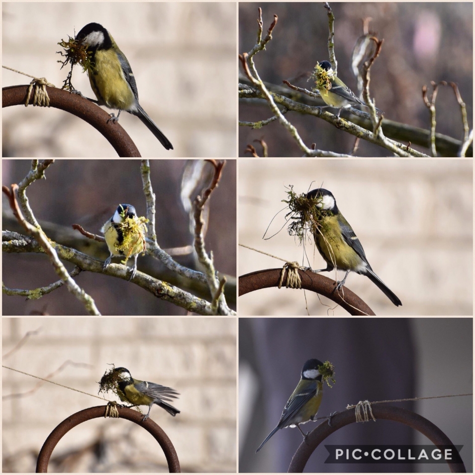 Verhuizing geregeld - Vogels - 