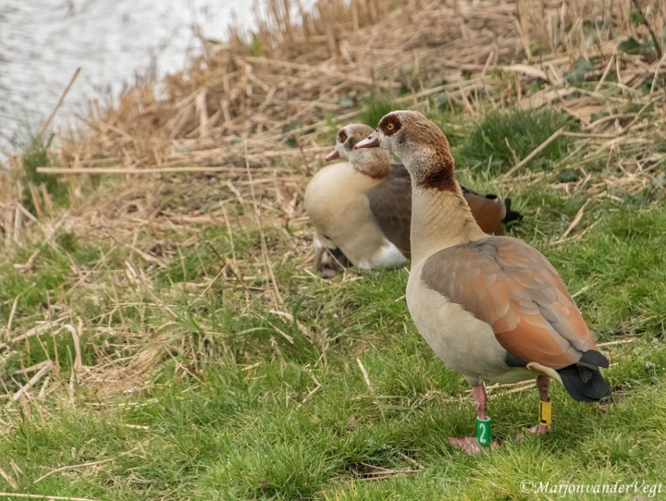 Verontrust - Vogels - Nijlganzen
