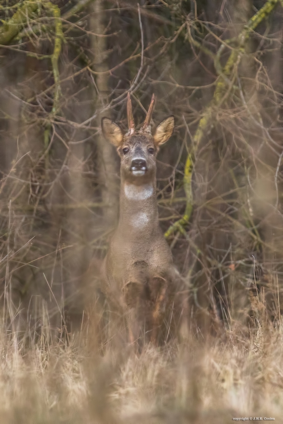Verrast. - Zoogdieren - Reebok
