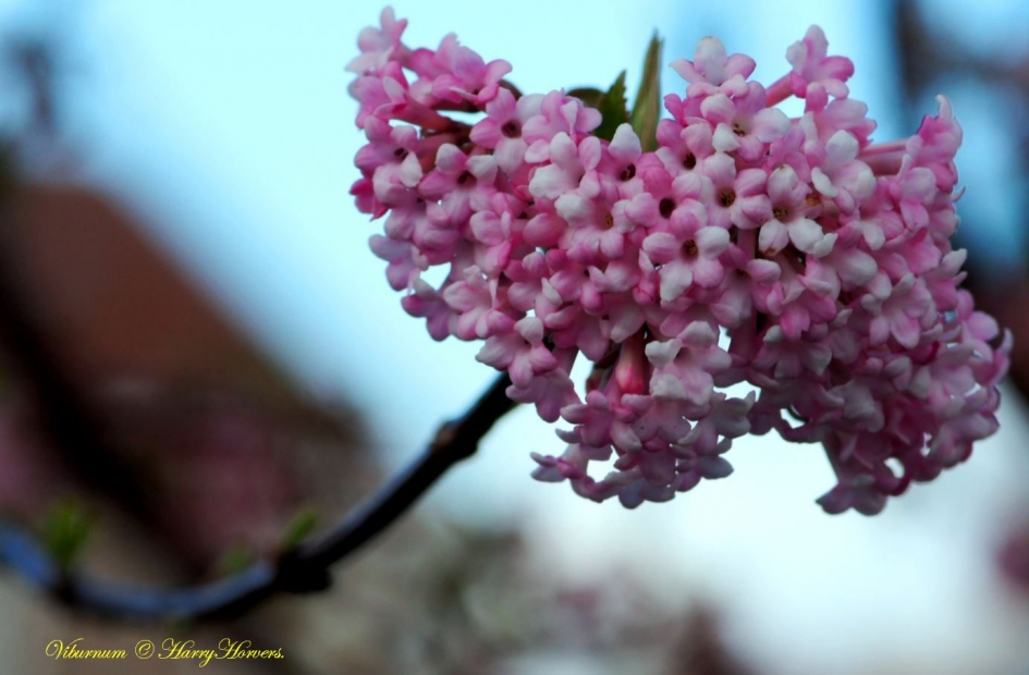 Viburnum - Planten - 