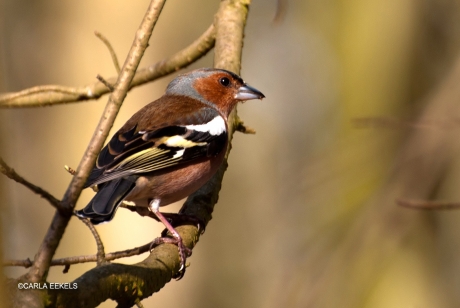 Vink (man)