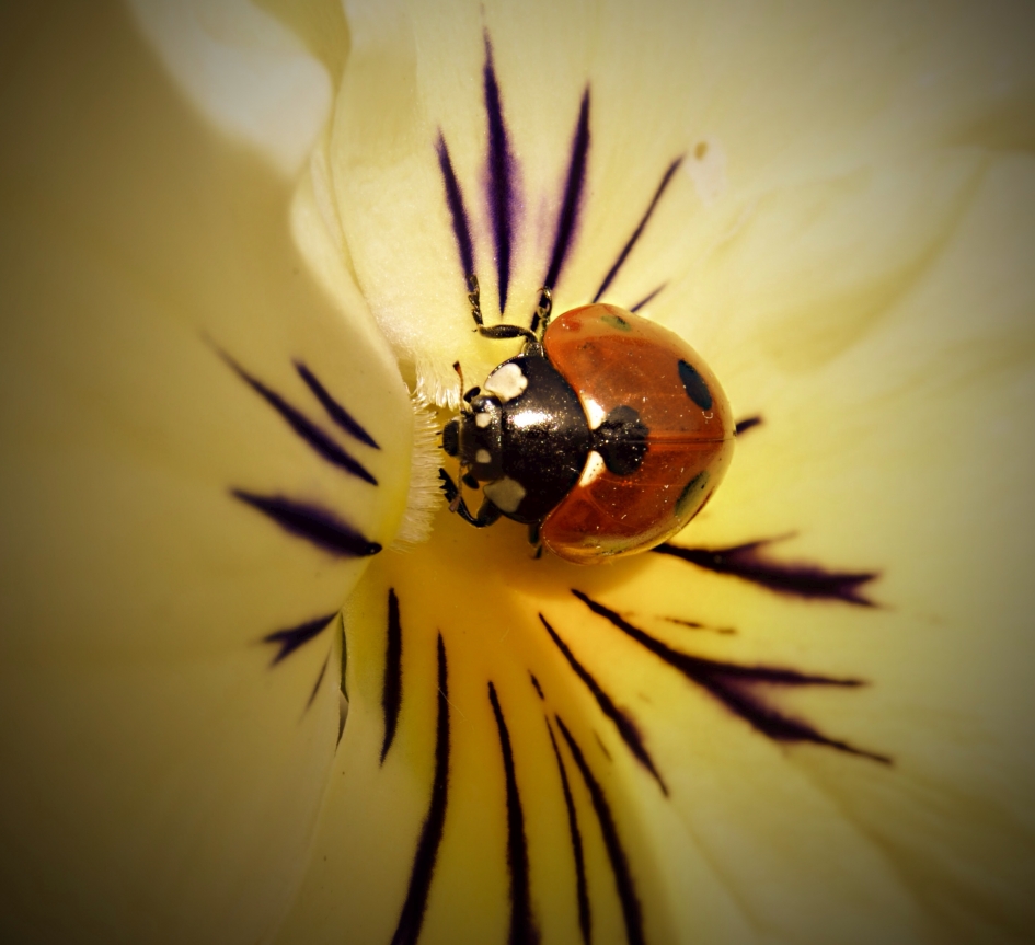 Viooltje met LHB - Planten - Viool