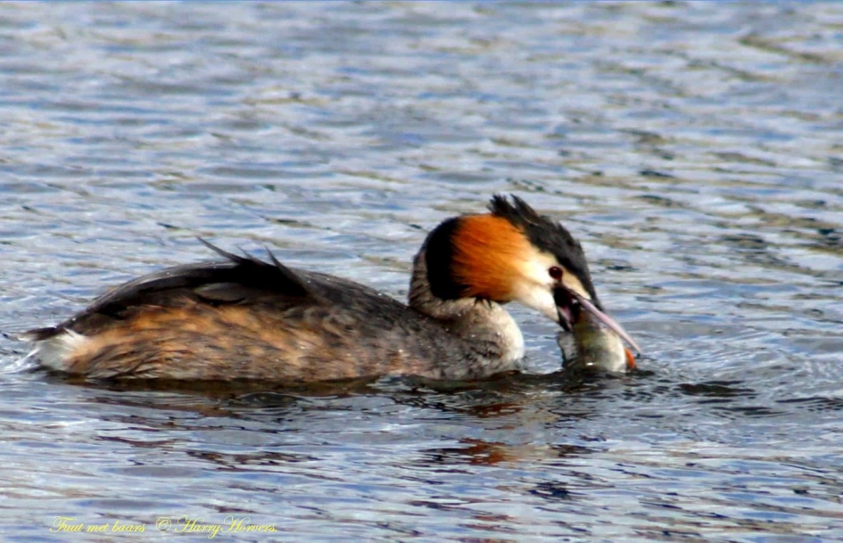 Vissende Fuut - Vogels - 