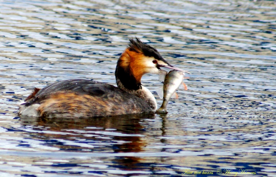 Vissende Fuut - Vogels - 