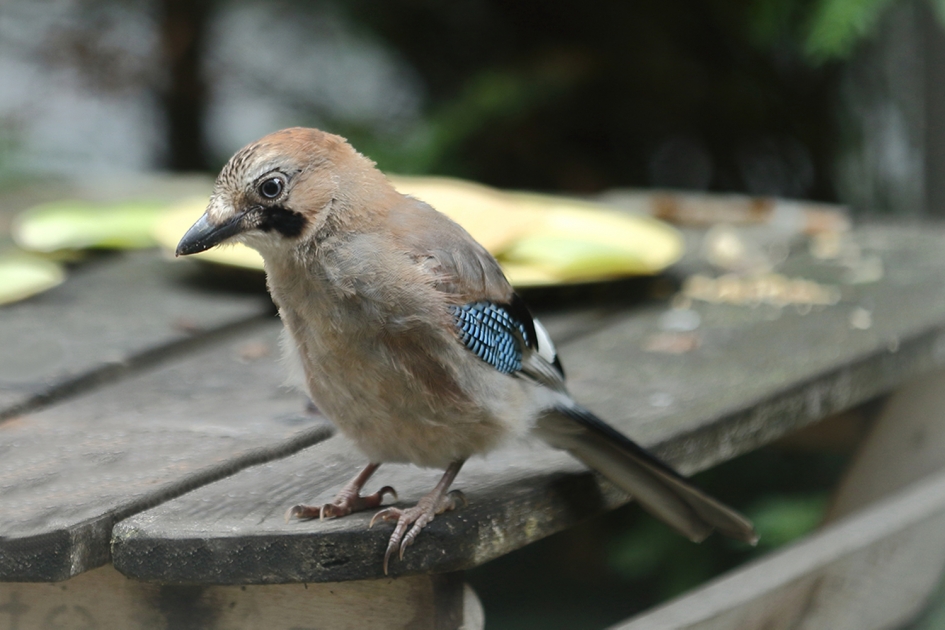 Vlaamse gaai - Vogels - 