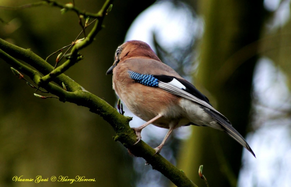 Vlaamse Gaai - Vogels - Vlaamse Gaai