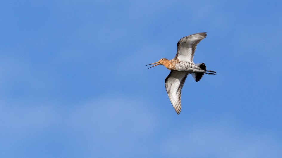 Vliegende Grutto - Vogels - Grutto