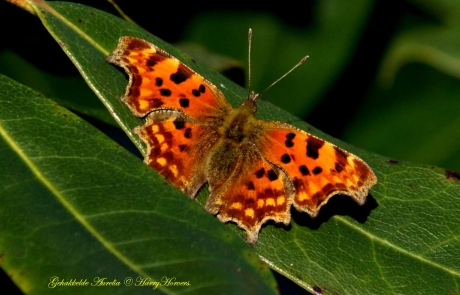 Vlinder (Gehakkelde Aurelia)