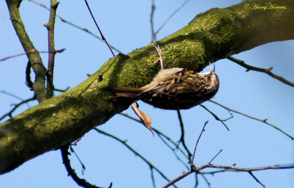 vogel - insecten eter ?? - Vogels - 