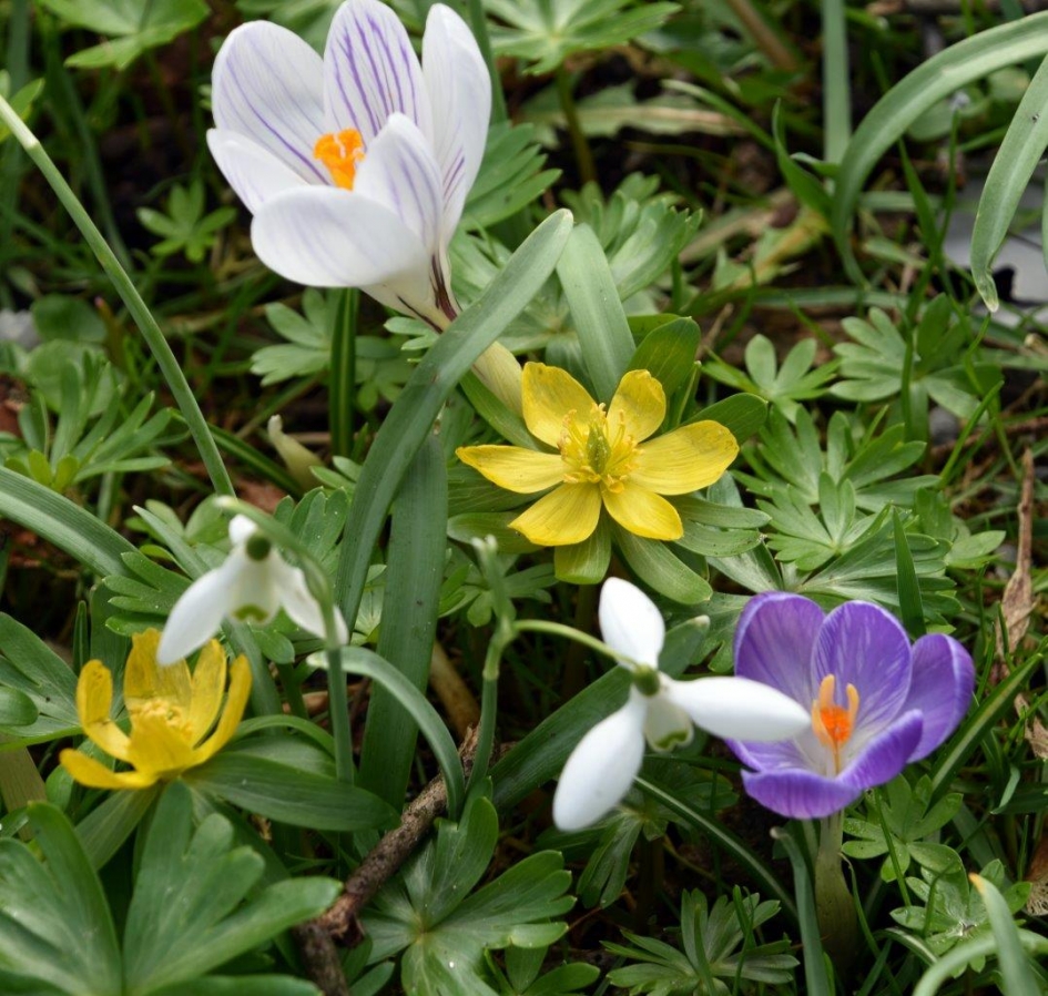 Voorjaar - Planten - 