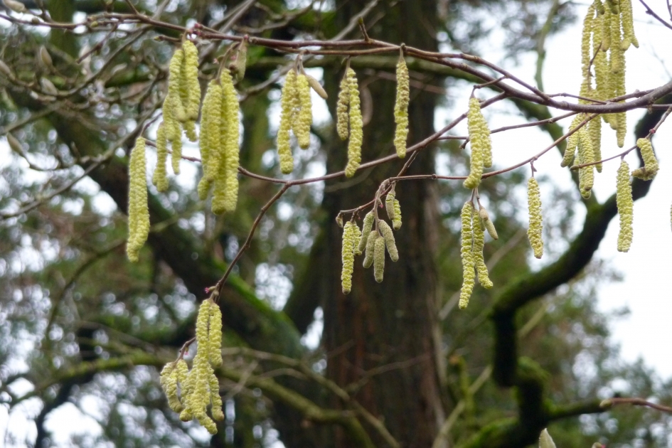 Voorjaar - Planten - 