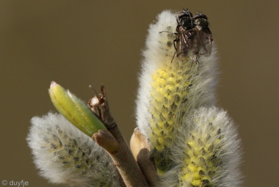 voorjaarsbloeiers - Planten - Wilgenkatjes met vliegen
